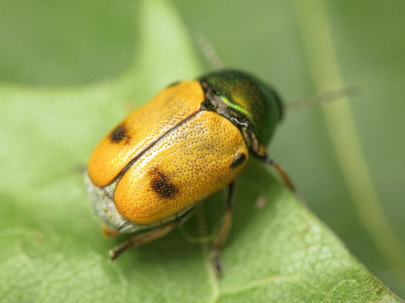 Cryptocephalus (Cryptocephalus) laetus Fabricius, 1792